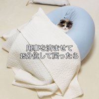 クッションでくつろぐ子猫