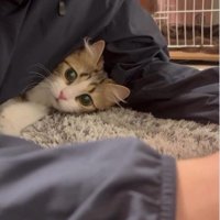 人の腕と体の間に入り込んでいる猫