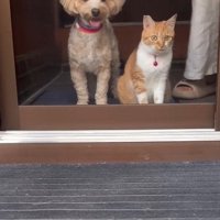 並んで座る犬と子猫2