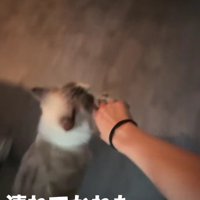 飼い主の手を引っ張る猫