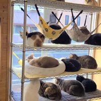店内のラックに乗って、窓際スペースでくつろぐ猫たち