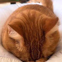 寝ながらしっぽを振る猫