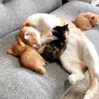 子猫と顔を寄せ合って寝る成猫