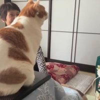 こたつにのっている猫