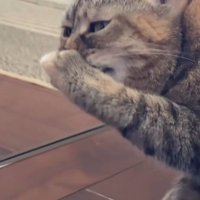 口を手で覆う猫2