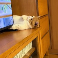 体を伸ばす子猫