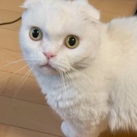 飼い主を見上げる猫の顔