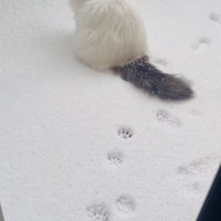 庭の雪の上に座るノルウェージャン