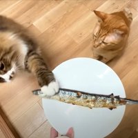 サンマに前足で触る猫、隣にもう1匹猫