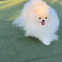 走るポテチくん