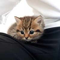 ひざの上に乗る子猫