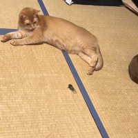 寝転がる猫に近寄っていくセミ（距離遠め）