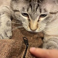 指を狙う猫