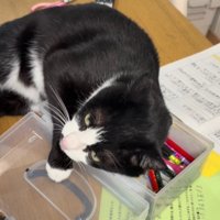 文房具入れから顔を離す猫