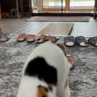 おもちゃで遊ぶ猫