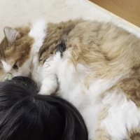 髪の毛を嗅ぐ長毛猫