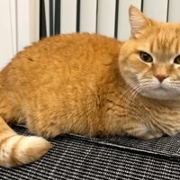 飼い主の帰りに気づく猫