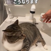 振り向く猫