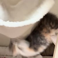 落下した子猫