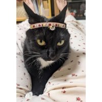 室内にいる猫