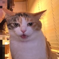 猫のカメラ目線