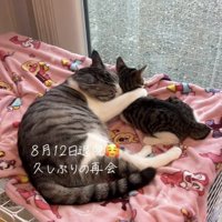 ケージの屋根の上でくつろぐサバ白猫と子猫
