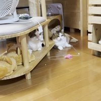 キャットタワーの下に集う2匹の猫ちゃん