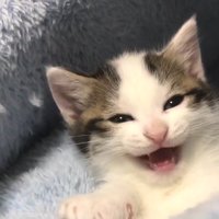 鳴き声を上げて