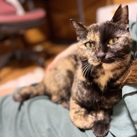 人のひざに乗ってカメラ目線になる猫