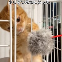 ケージの中にいる子猫
