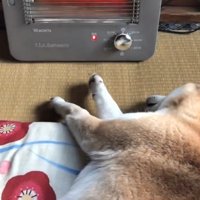 座布団で寝ている柴犬と犬を見ている黒猫