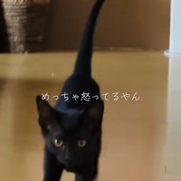ぬいぐるみが見つからず怒る子猫
