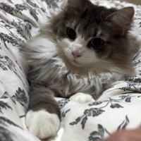 布団の上にいる猫