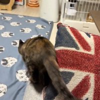 走る猫