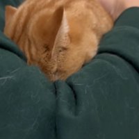 頭を埋めたまま叫ぶ猫