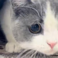 穴から顔を出すブリティッシュショートヘア