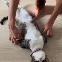 猫の前足を掴んで猫の脇へ移動させる家族