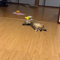 寝ている猫
