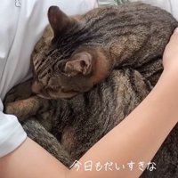 女の子の腕の中で眠る猫