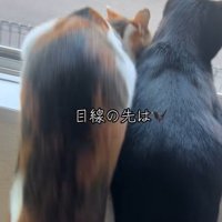 三毛猫が窓枠に飛び乗ろうとしている