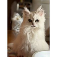 室内にいる猫