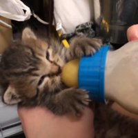 哺乳瓶でミルクを飲む子猫