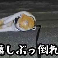 道に寝転がる猫