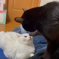 ケンカをしている2匹の猫