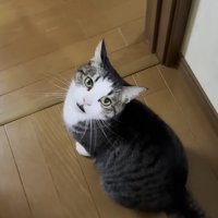 おでこちゃんの写真