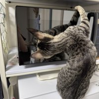 電子レンジとくぅちゃん