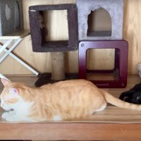 成猫のしっぽで遊んでいる子猫