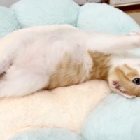 ヘソ天