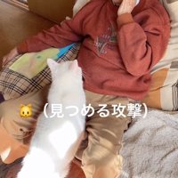 おじいちゃんを見つめる猫