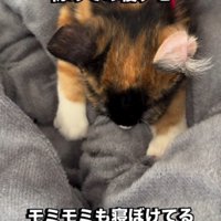 タオルケットを前足で揉む子猫